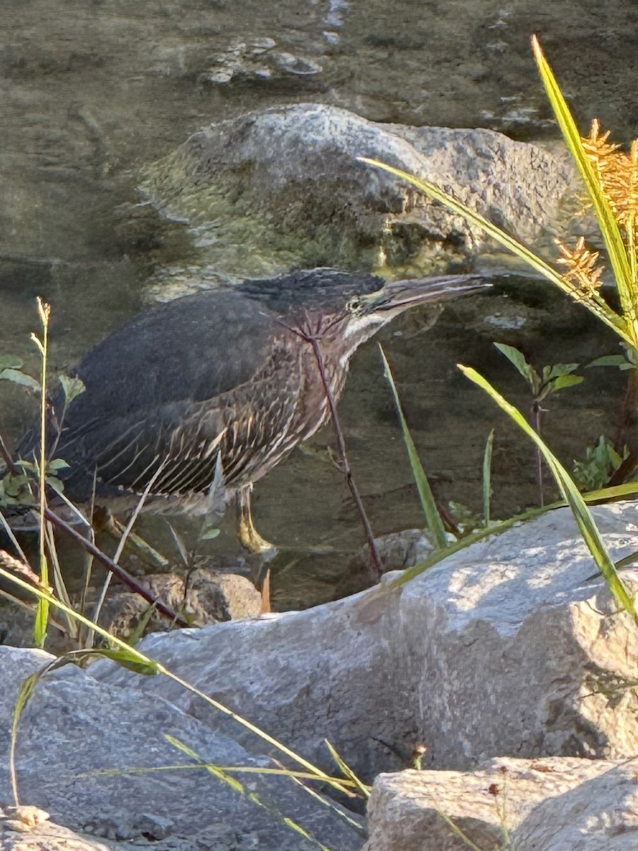 Green Heron - ML641288733
