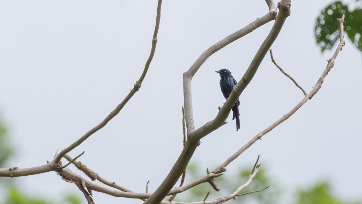Bronzed Drongo - ML641288736