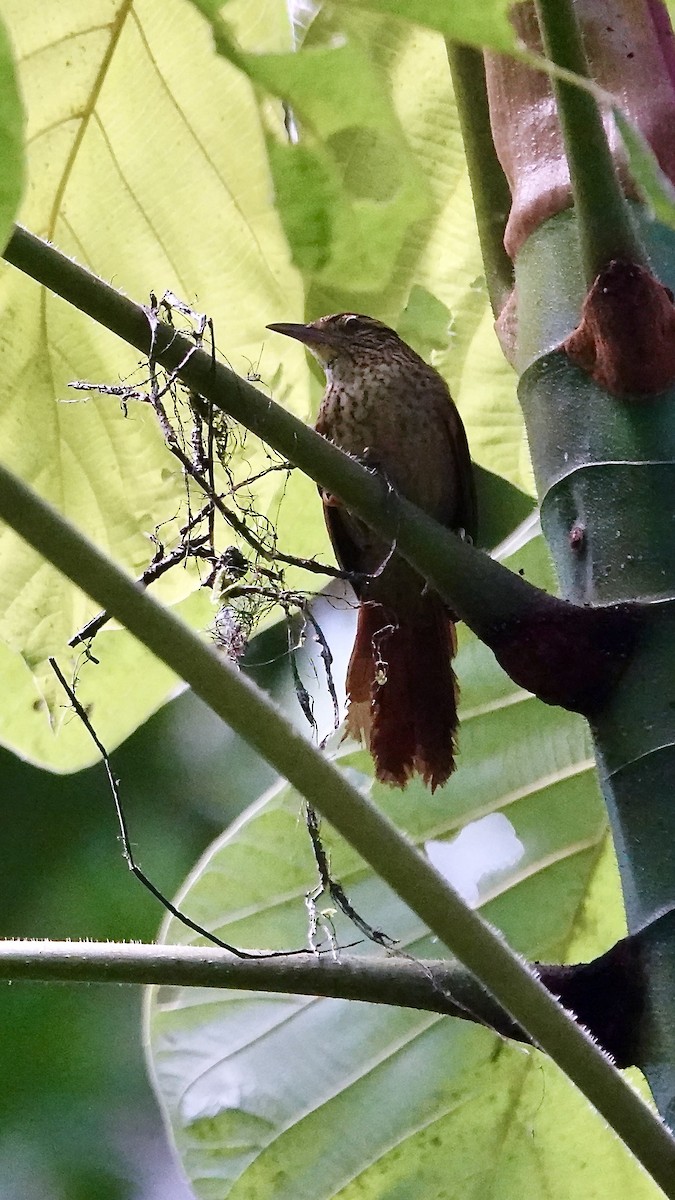 Speckled Spinetail - ML641288743