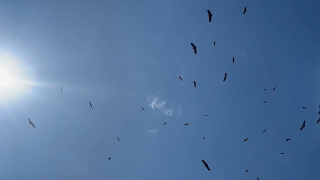 White-backed Vulture - ML641288859