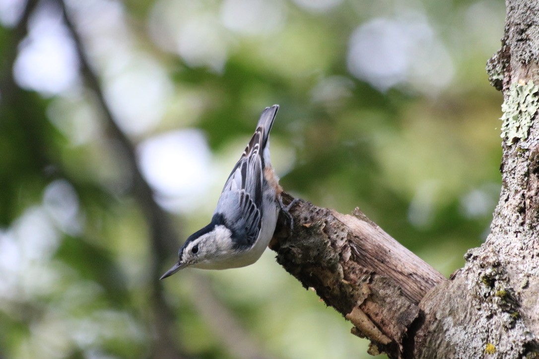 White-breasted Nuthatch - ML641288870