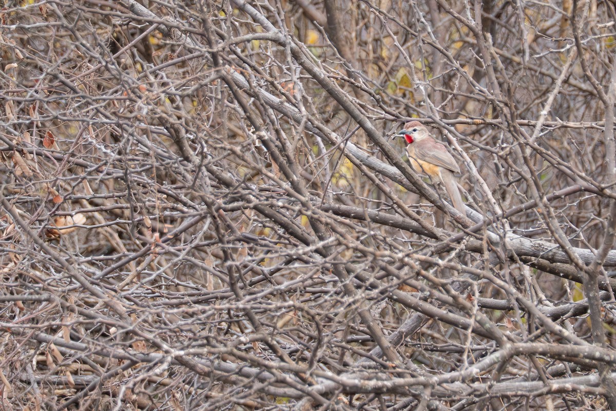 Rosy-patched Bushshrike - ML641288876