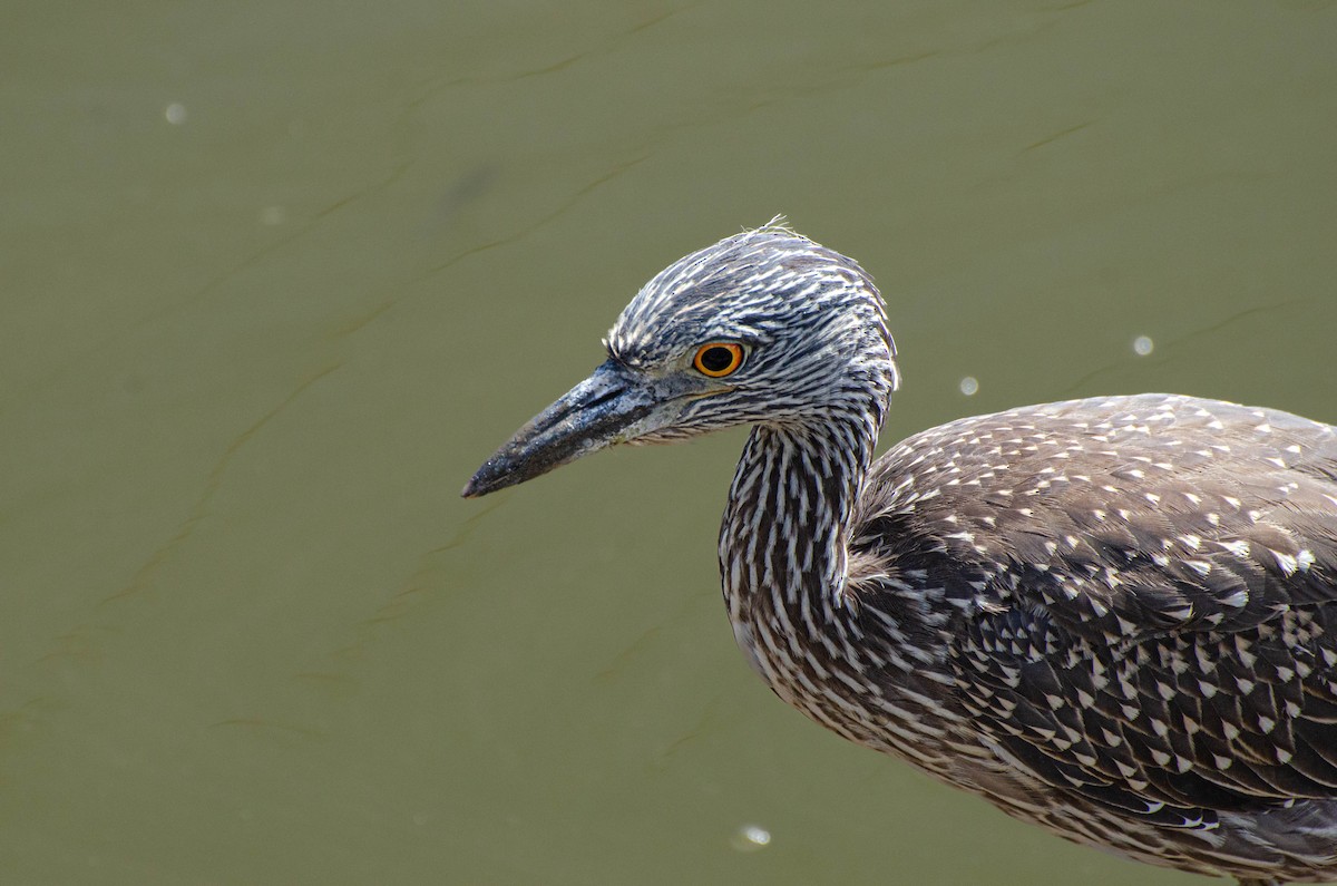 Yellow-crowned Night Heron - ML641288881