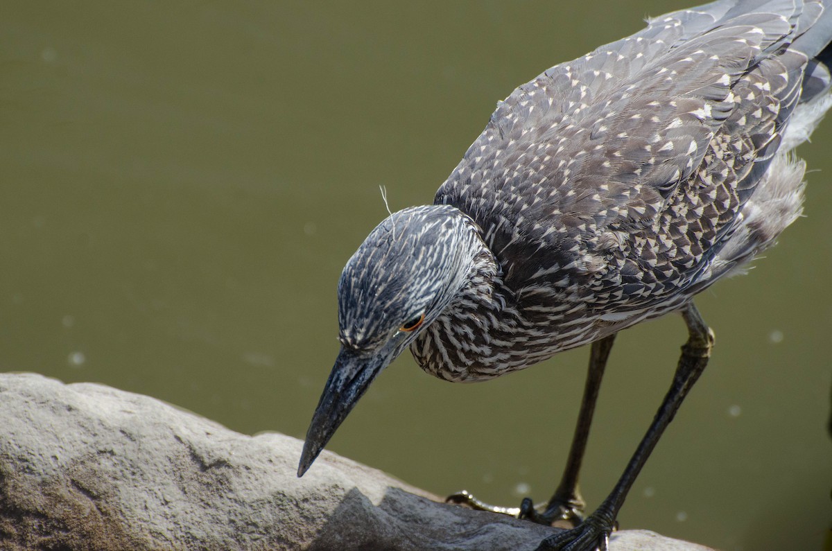 Yellow-crowned Night Heron - ML641288882
