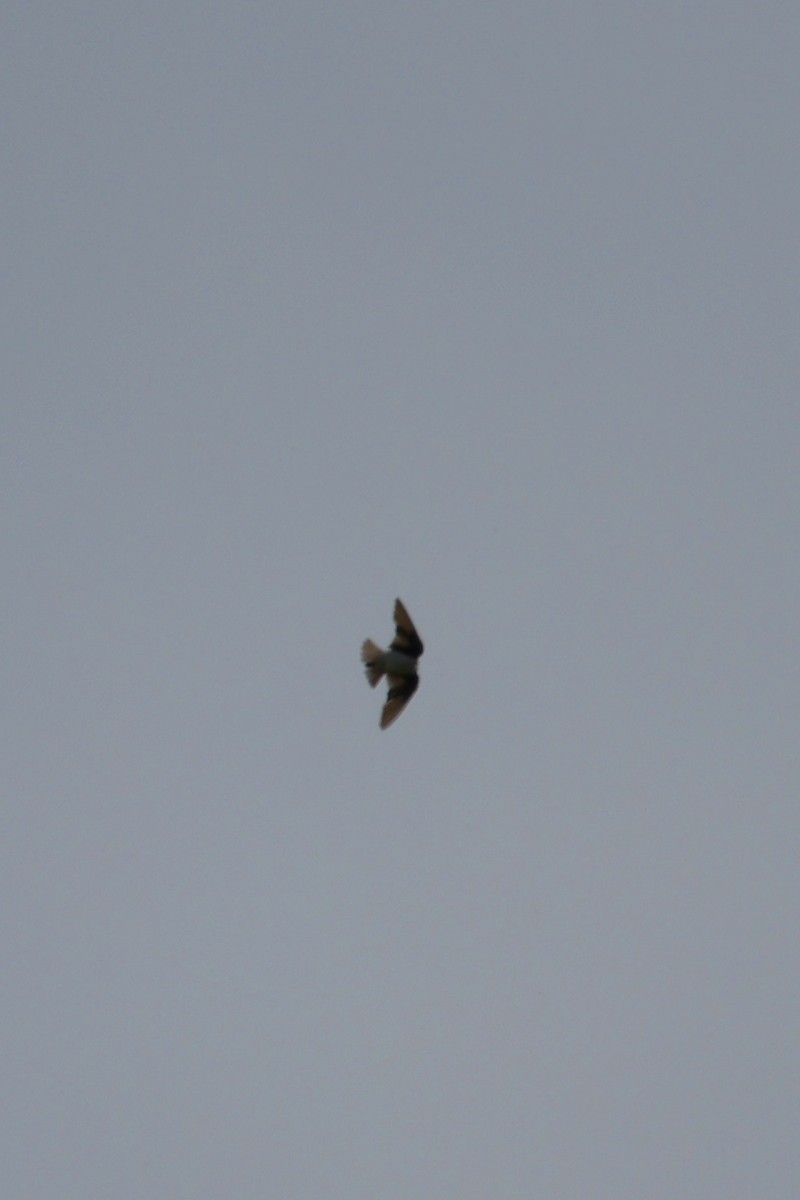 Bank Swallow - Vickie Baily