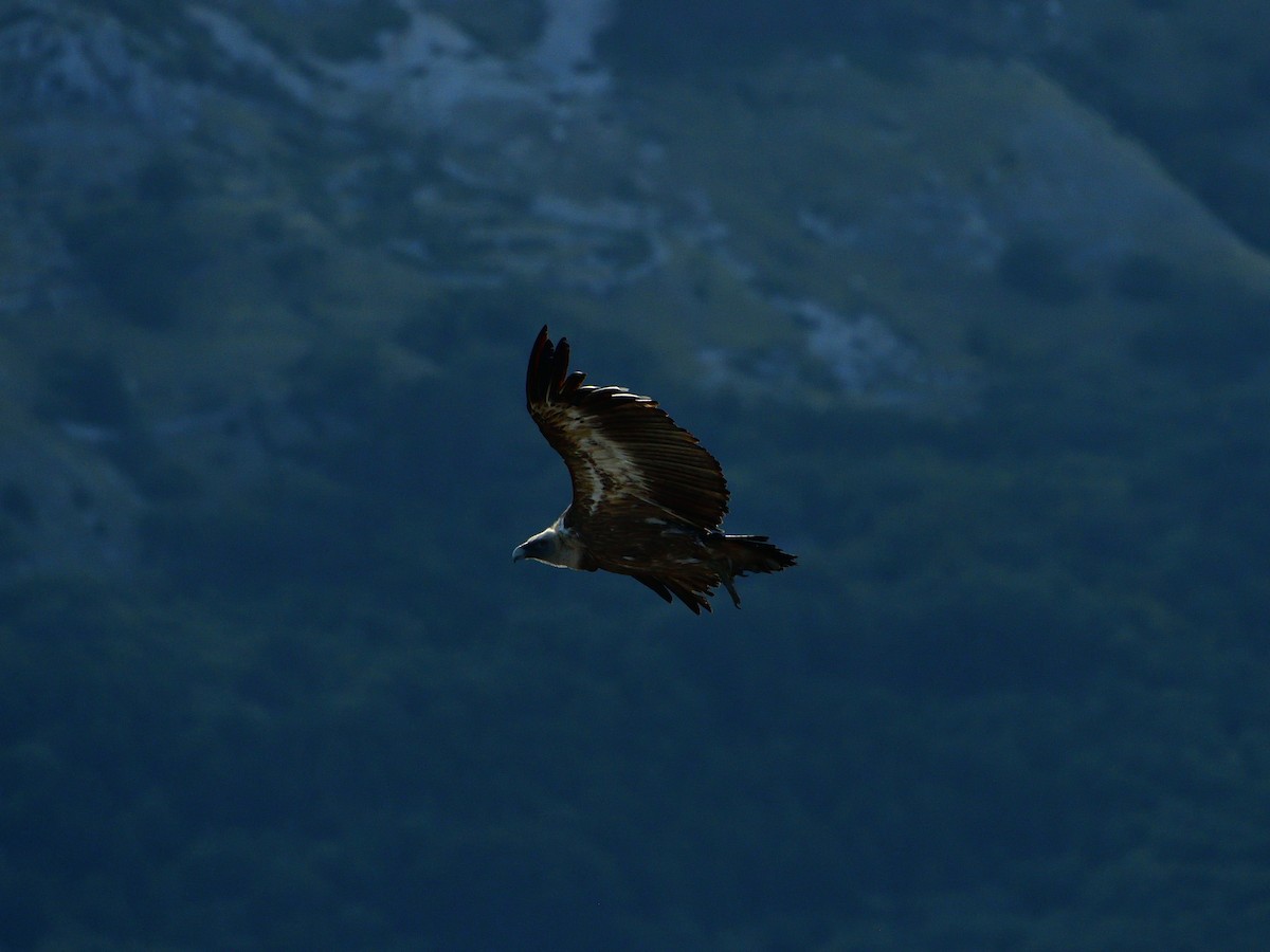 Eurasian Griffon - ML641288915