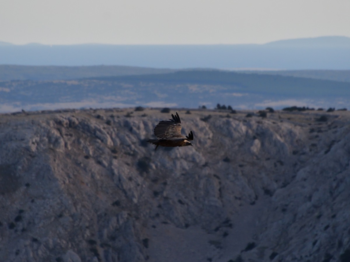 Eurasian Griffon - ML641288918