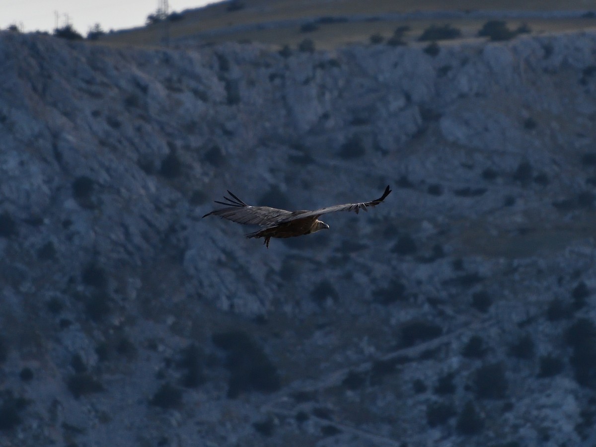 Eurasian Griffon - ML641288919