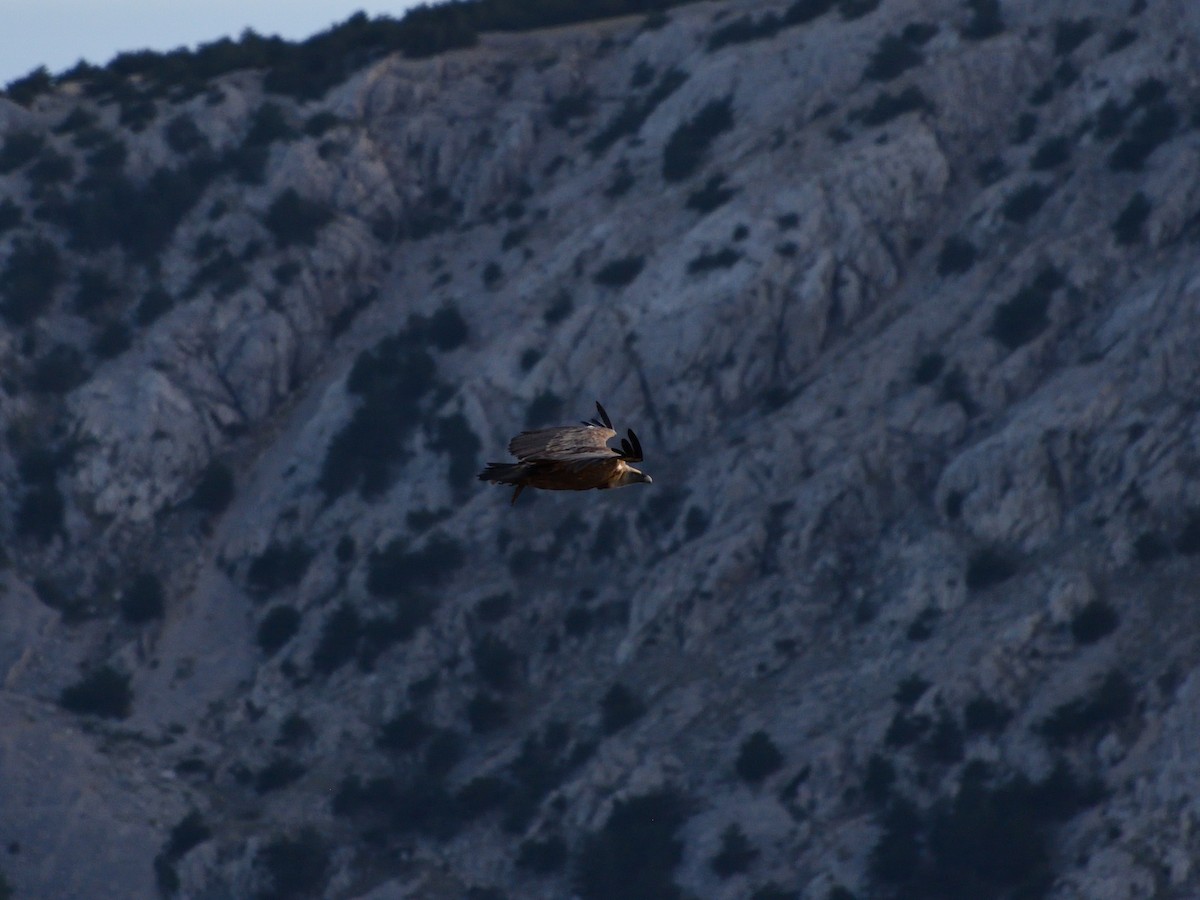 Eurasian Griffon - ML641288920