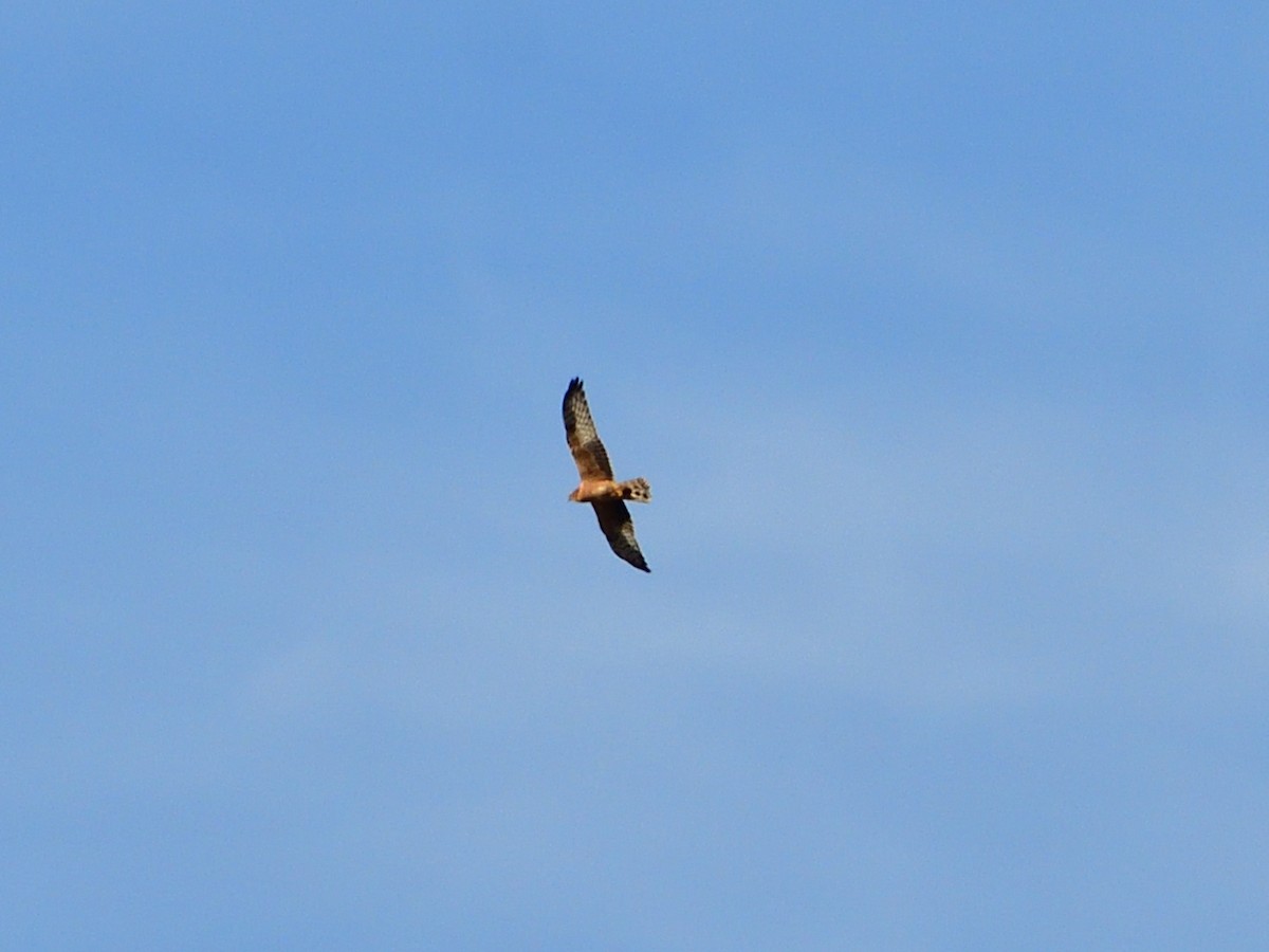 Montagu's Harrier - ML641288925