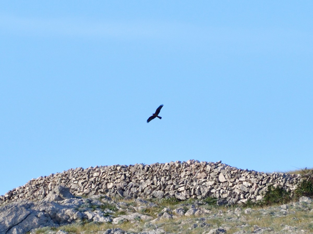 Montagu's Harrier - ML641288927