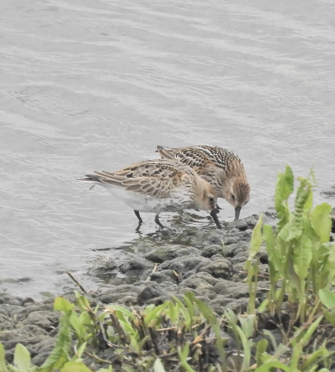 Dunlin - ML641288928