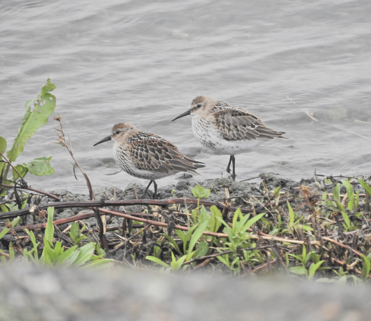 Dunlin - ML641288929