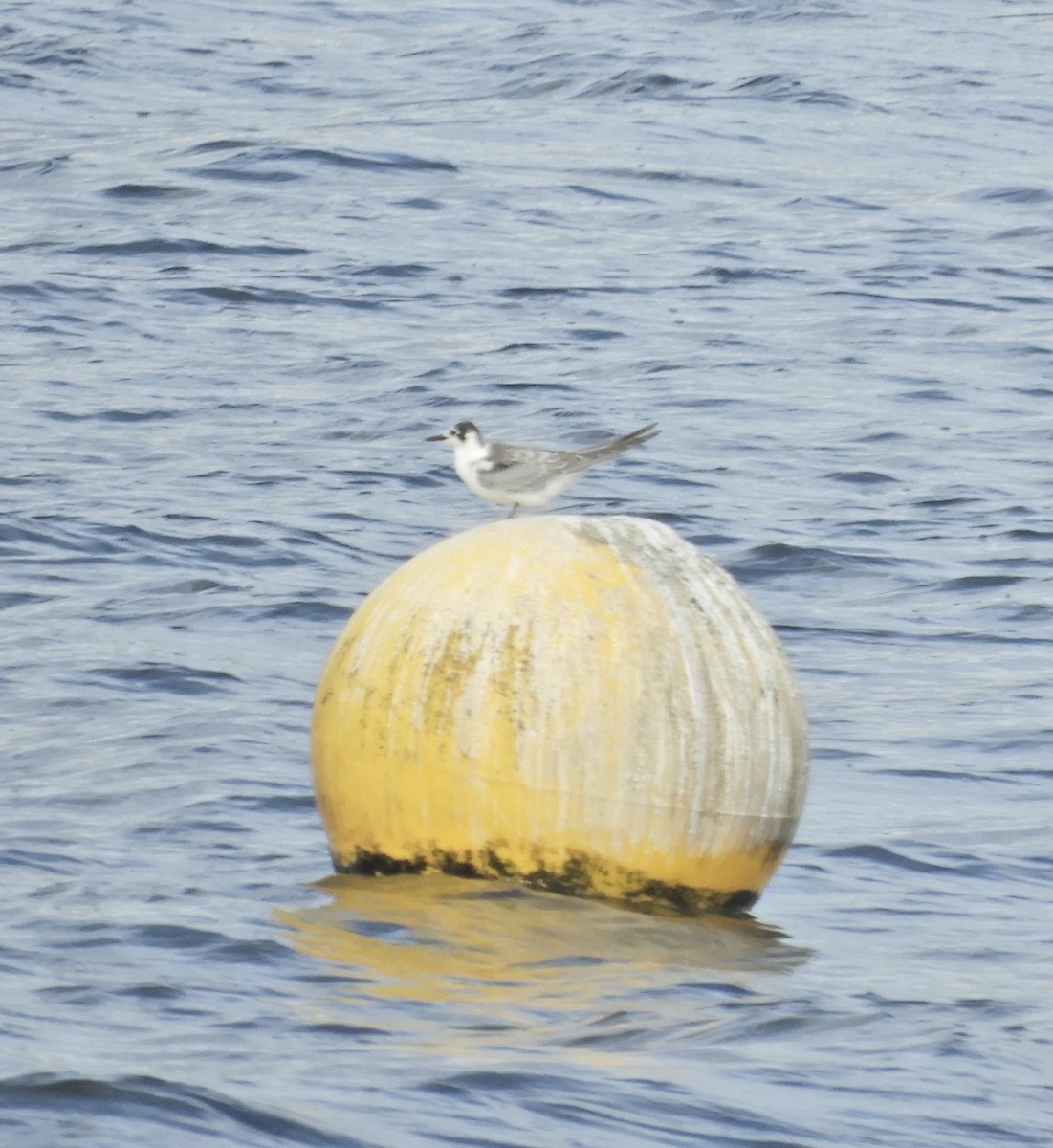 Black Tern - ML641288938