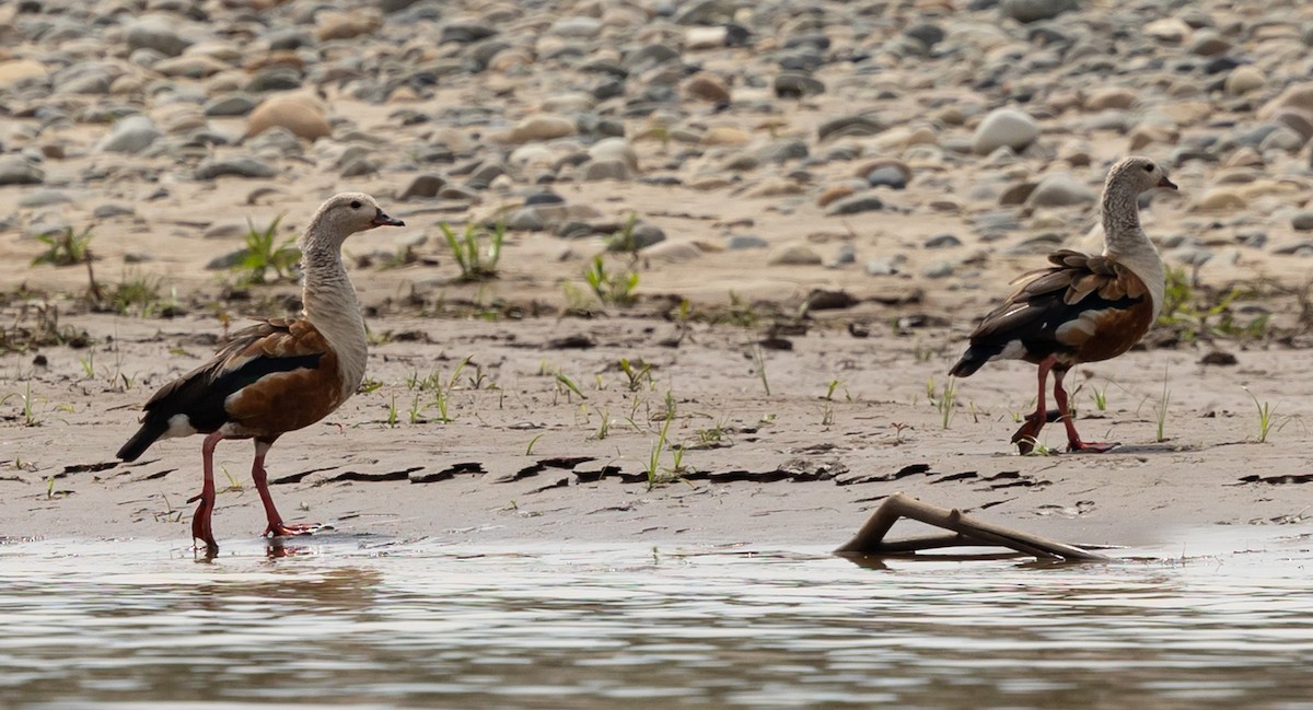Orinoco Goose - ML641288942