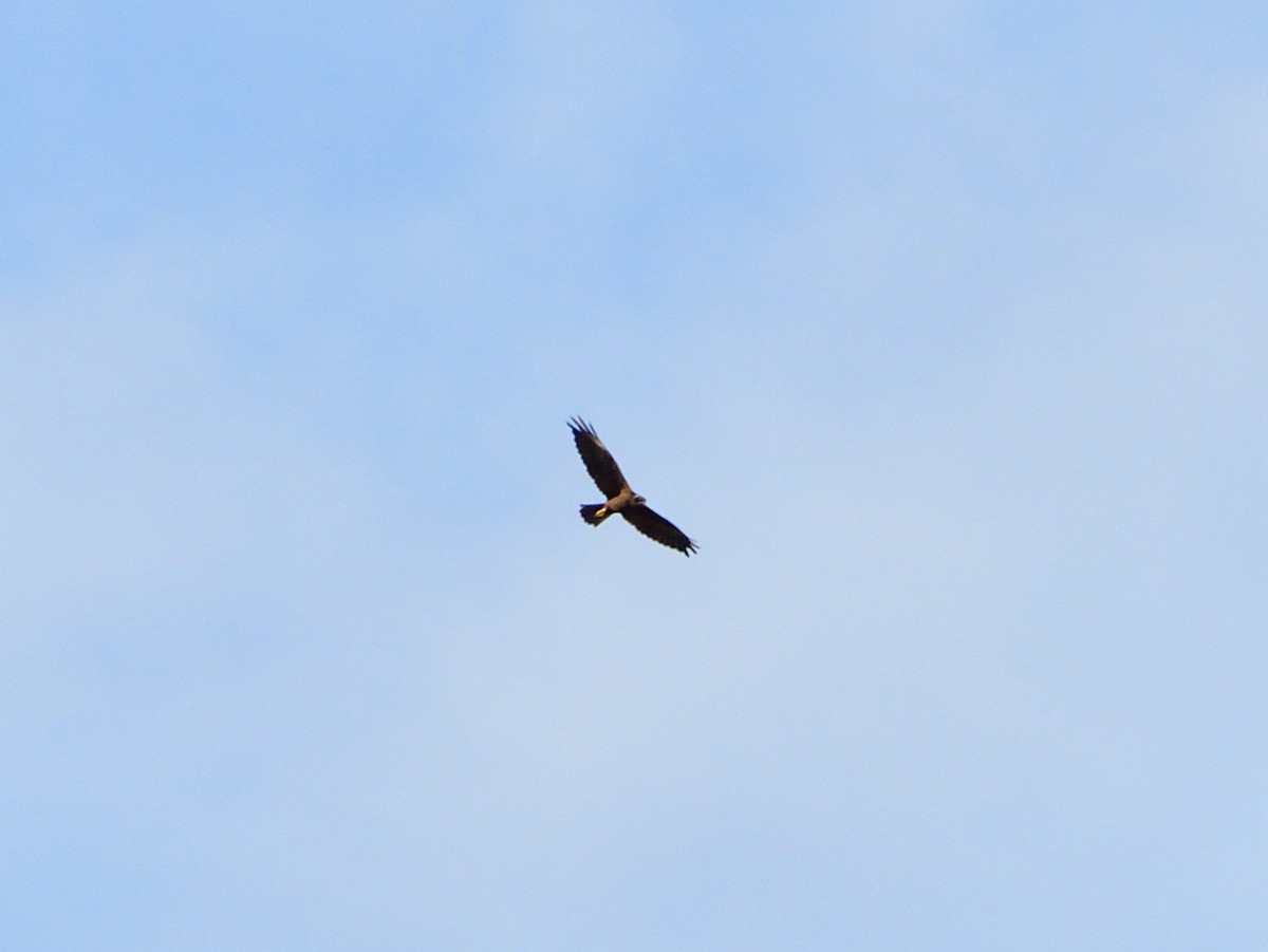 Western Marsh Harrier - ML641288948