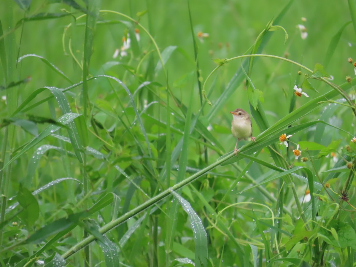 Plain Prinia - ML641288951
