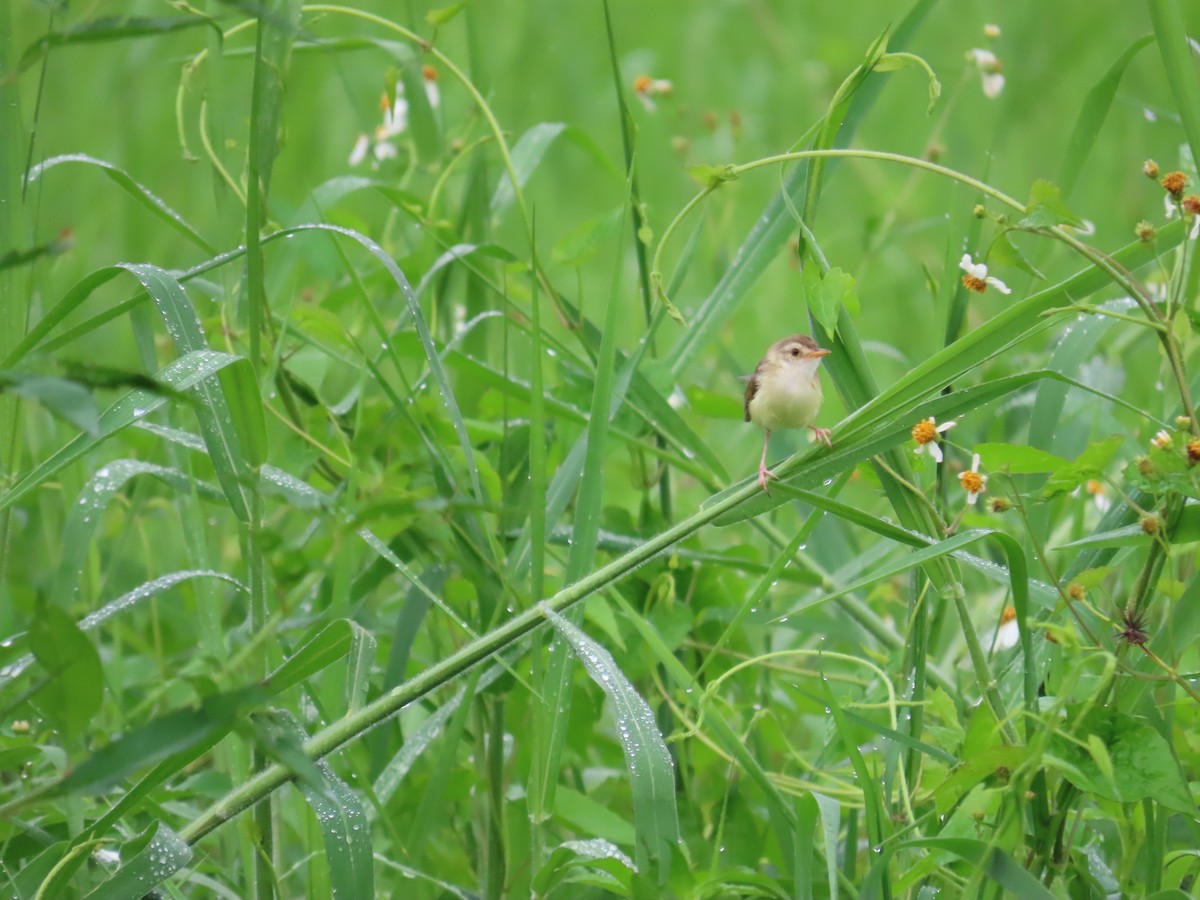 Plain Prinia - ML641288952