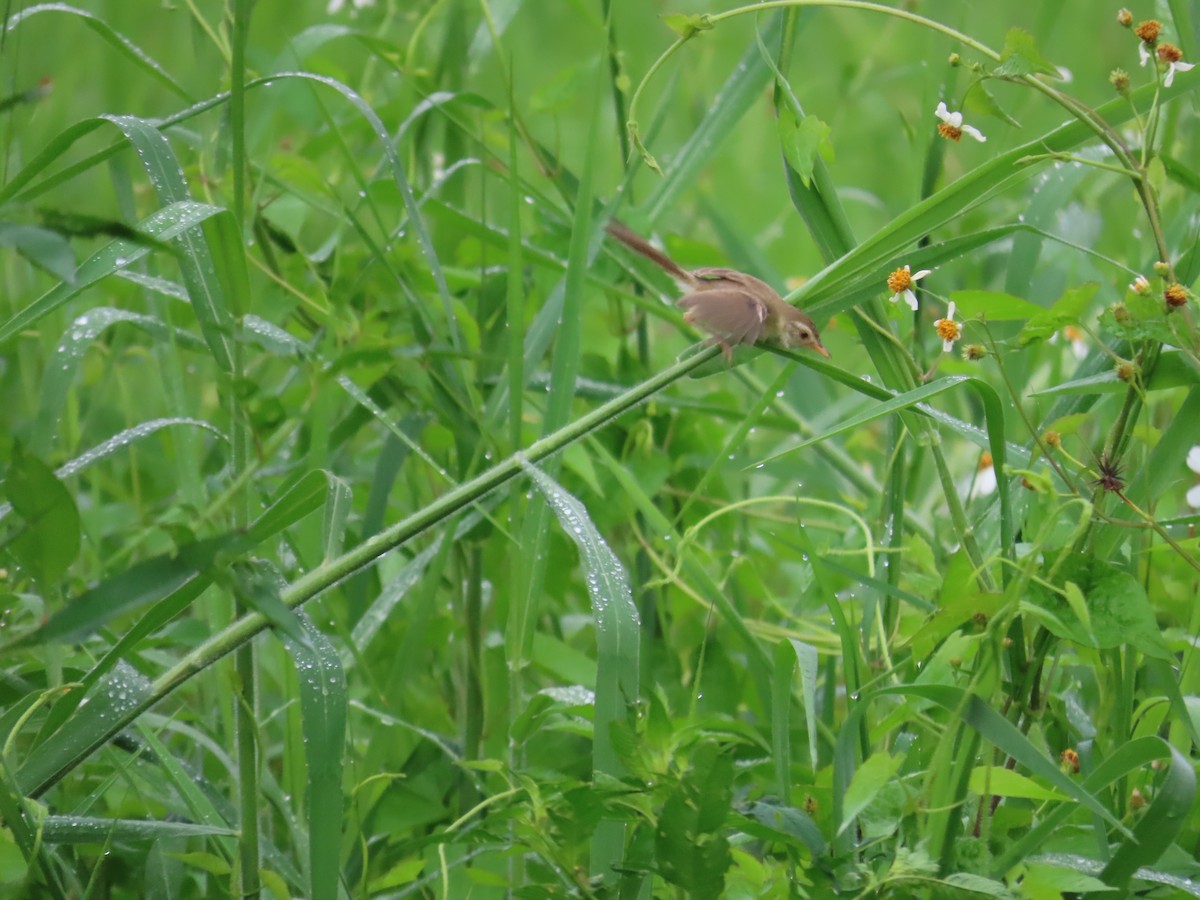 Plain Prinia - ML641288953