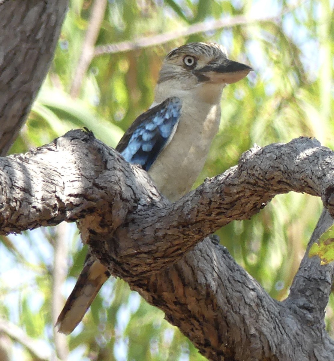 Blue-winged Kookaburra - ML641288985