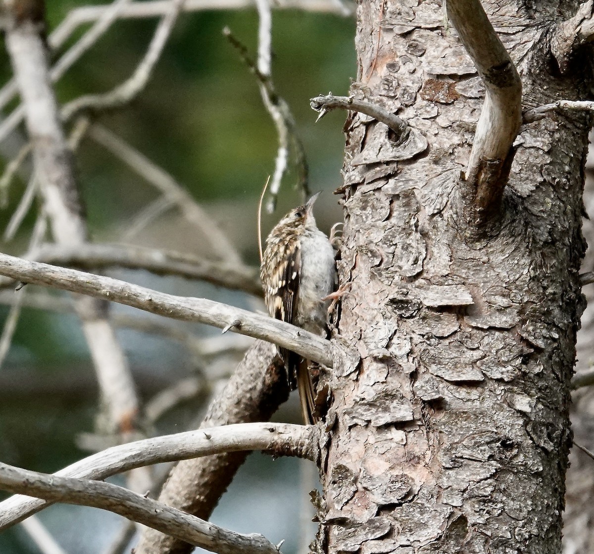 Brown Creeper - ML641288993