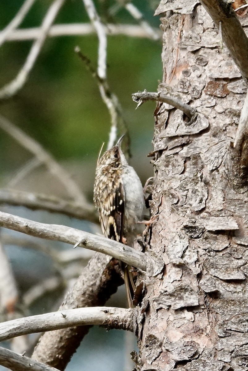 Brown Creeper - ML641288994