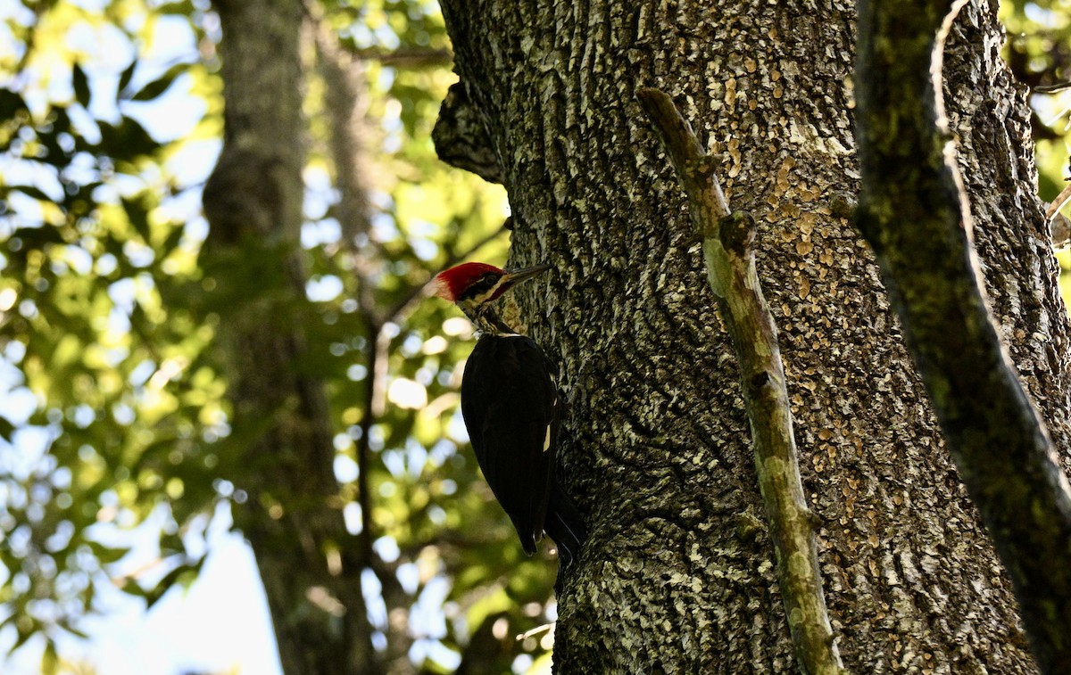 Pileated Woodpecker - ML641289000