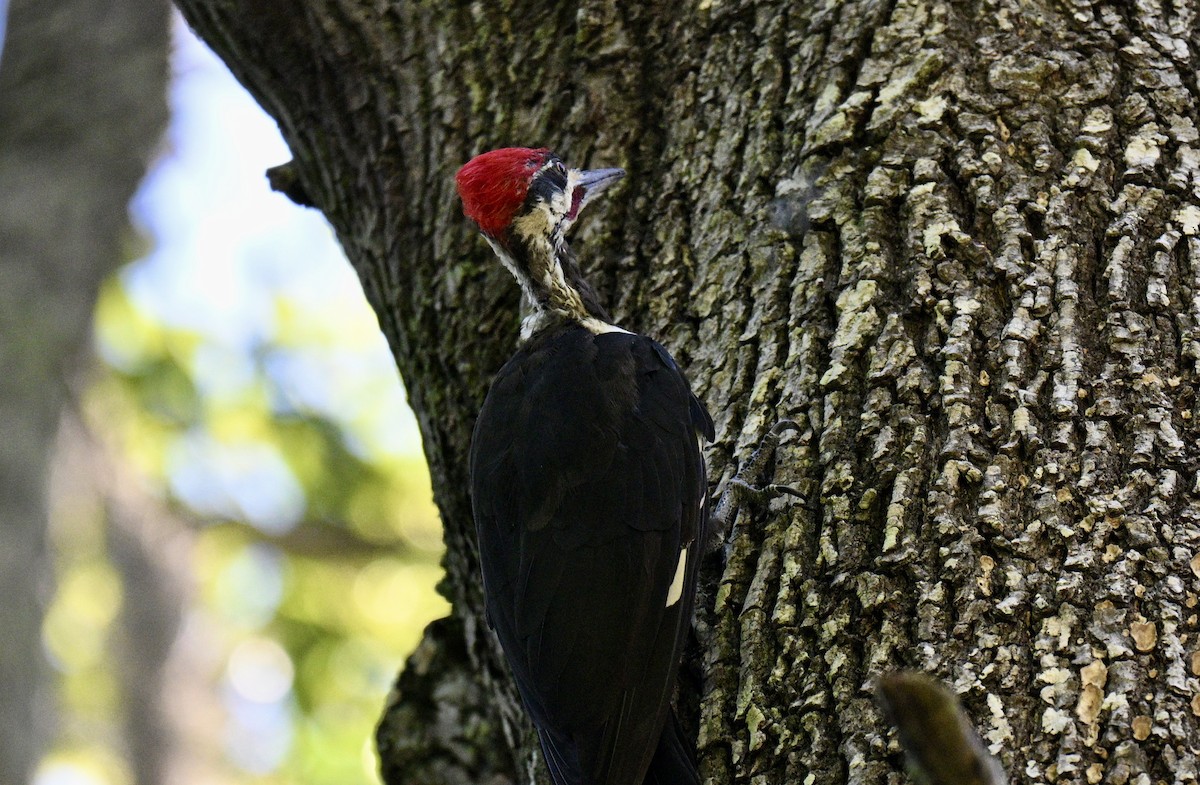 Pileated Woodpecker - ML641289001