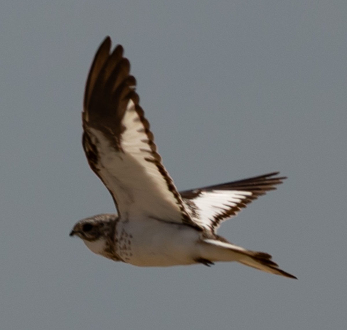 Sand-colored Nighthawk - ML641289003