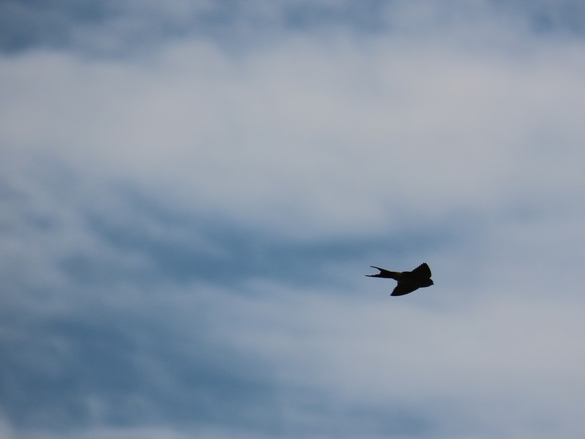 Eastern Red-rumped Swallow (Striated) - ML641289007
