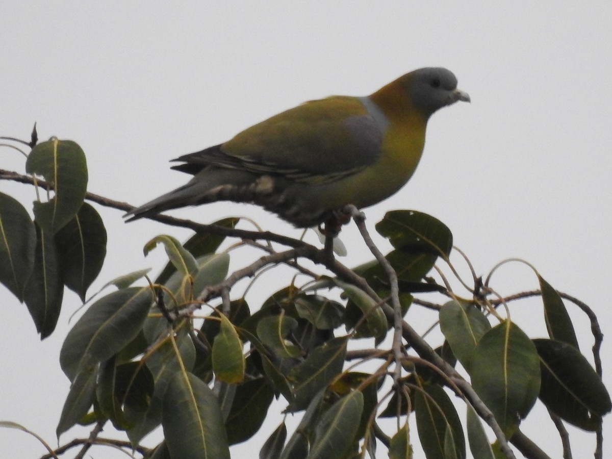 Yellow-footed Green-Pigeon - ML641289012