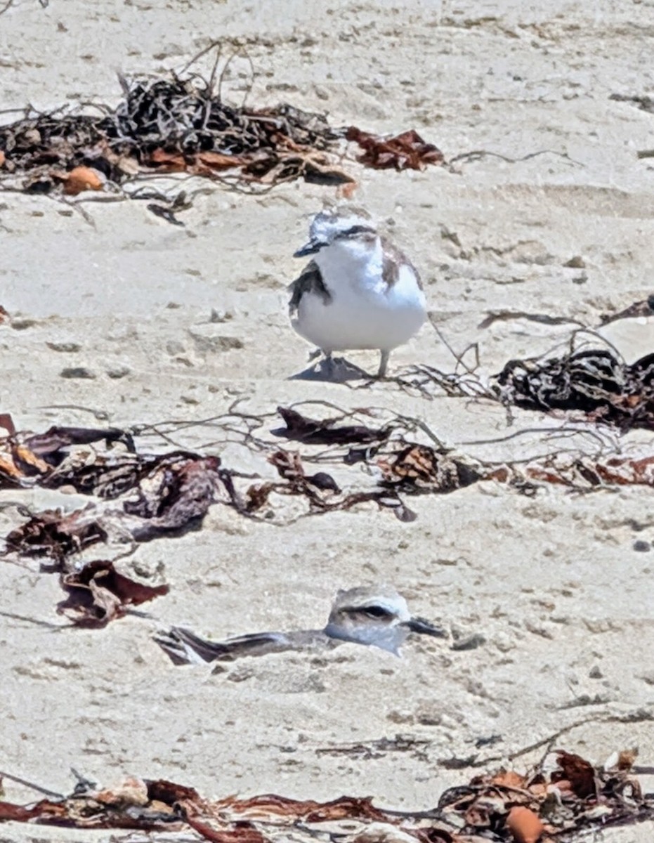 Snowy Plover - ML641289021