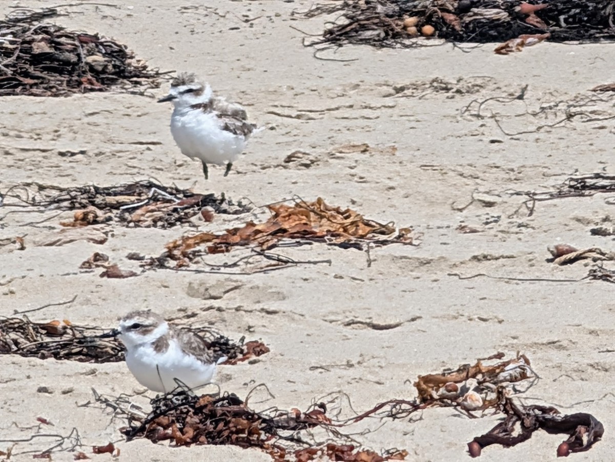 Snowy Plover - ML641289023