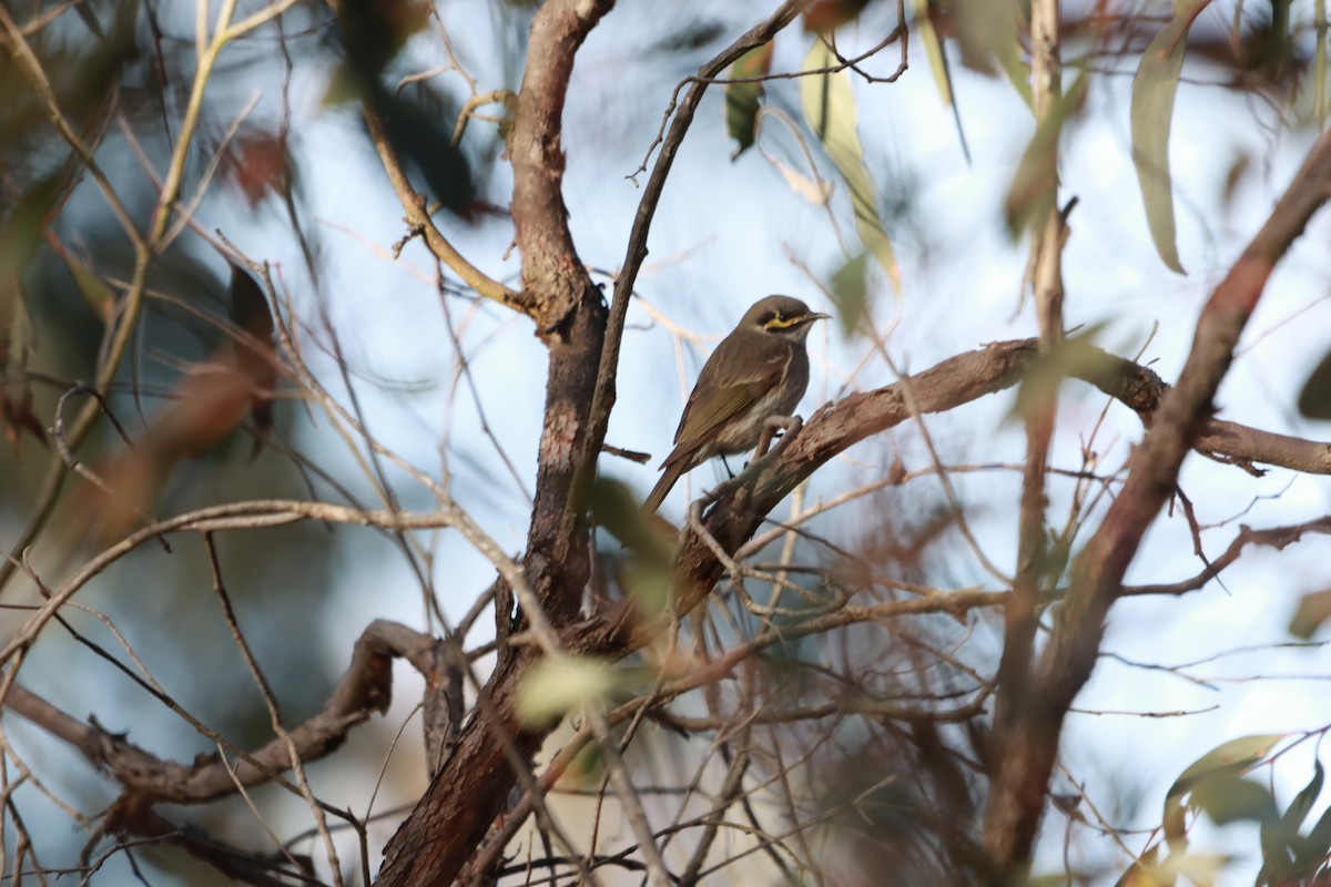 Yellow-faced Honeyeater - ML641289025