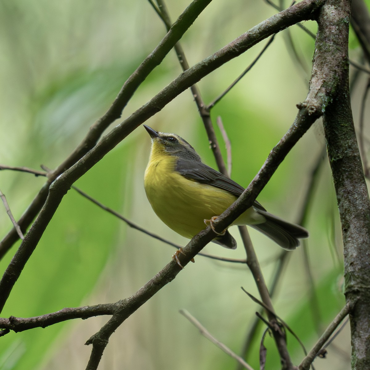 Paruline à couronne dorée - ML641289036
