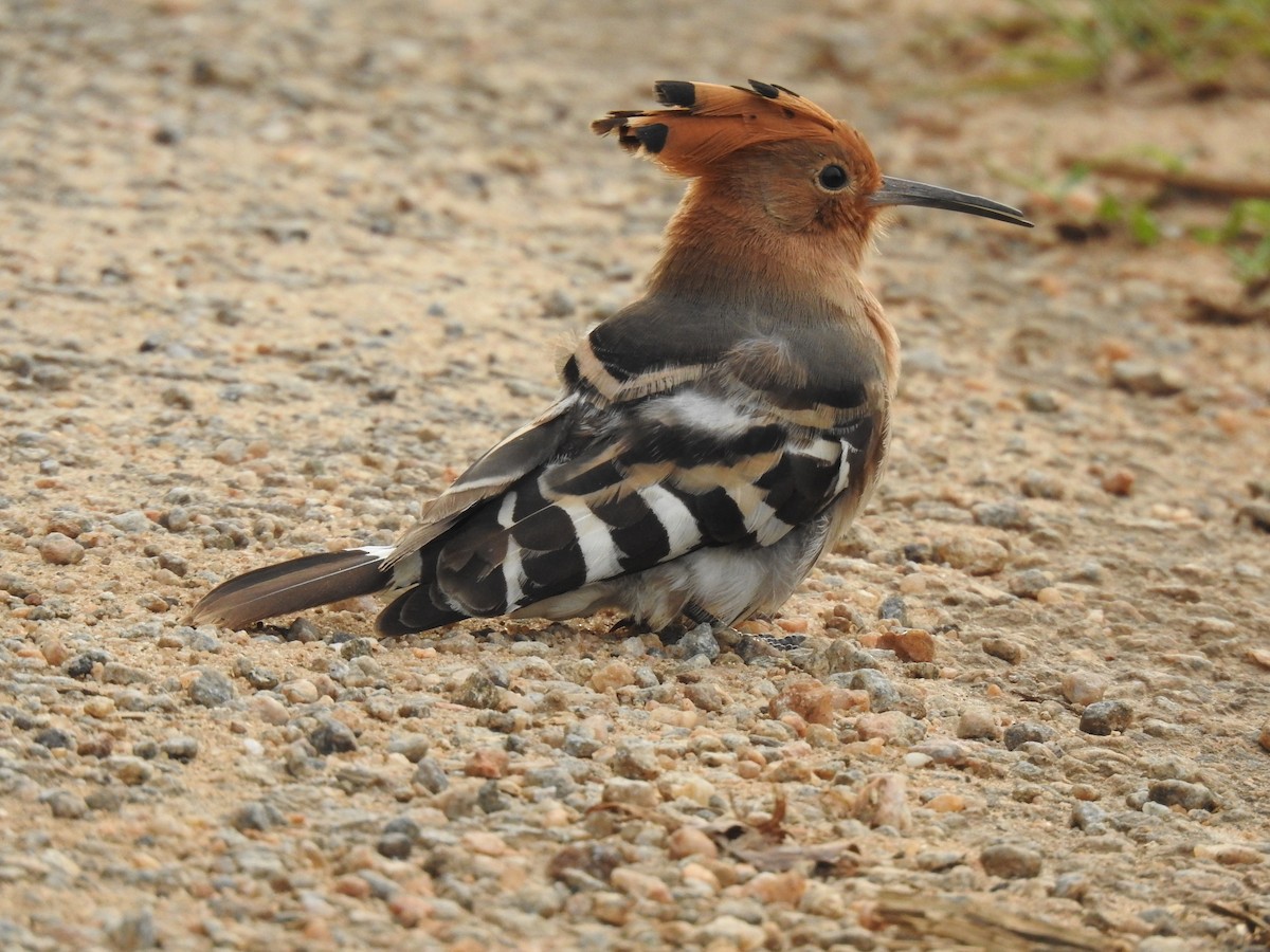 Eurasian Hoopoe - ML641289050