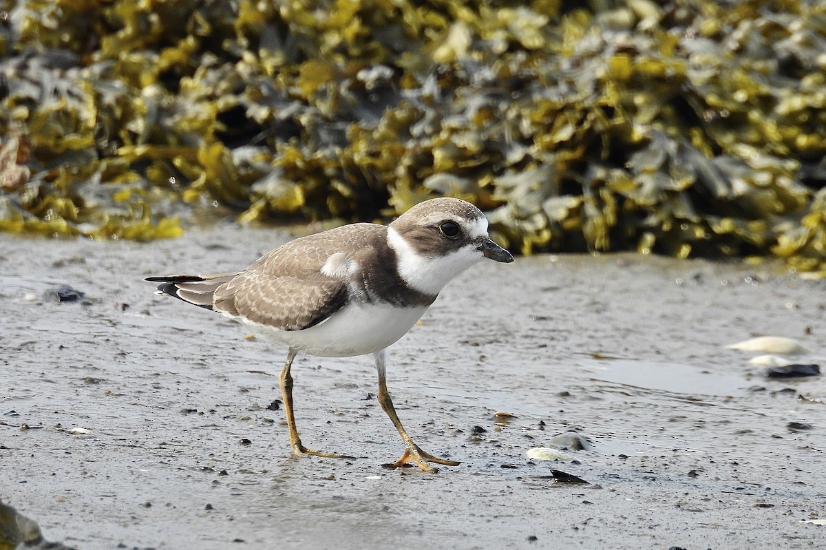 Semipalmated Plover - ML641289093