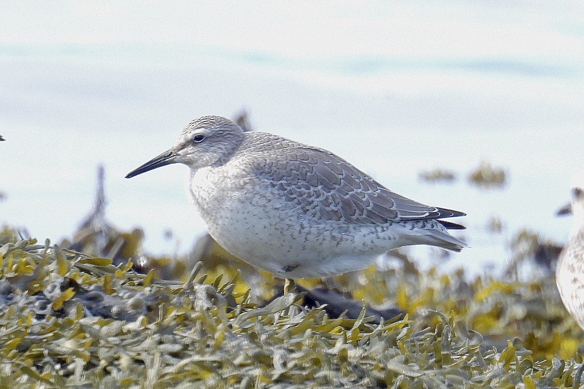 Red Knot - ML641289101