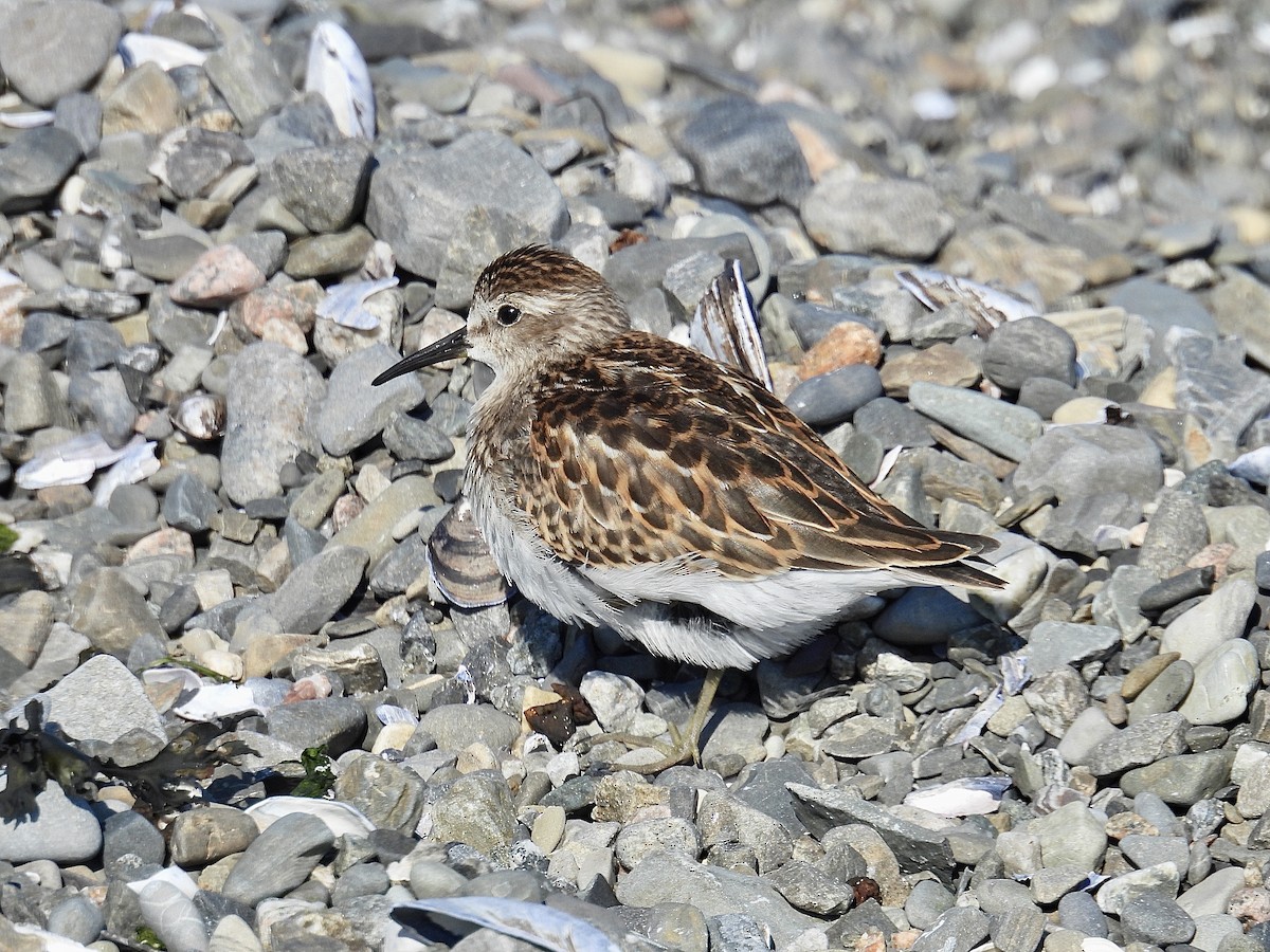 Least Sandpiper - ML641289116