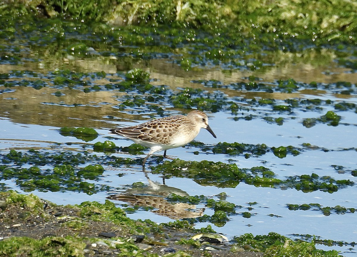 Semipalmated Sandpiper - ML641289121