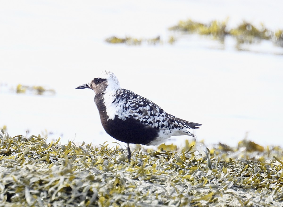 Black-bellied Plover - ML641289133