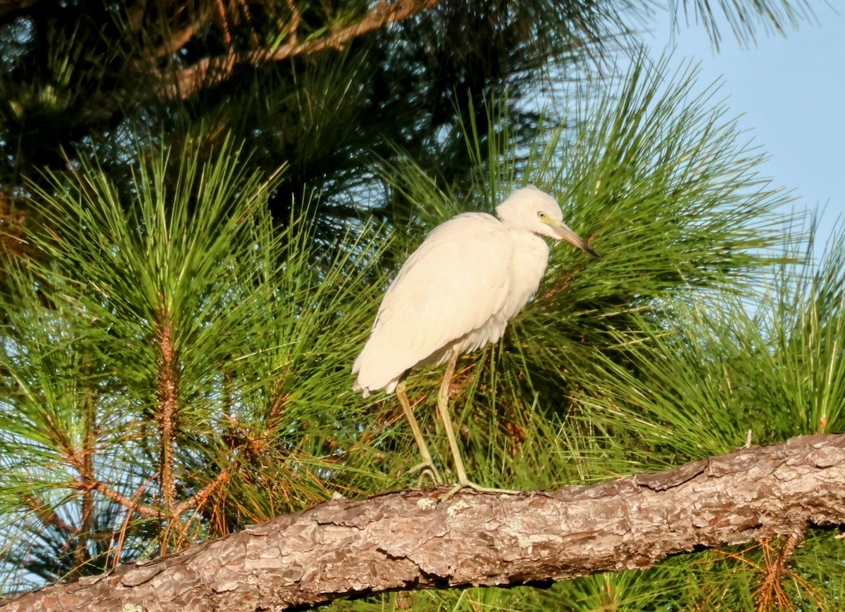 Aigrette bleue - ML641289138