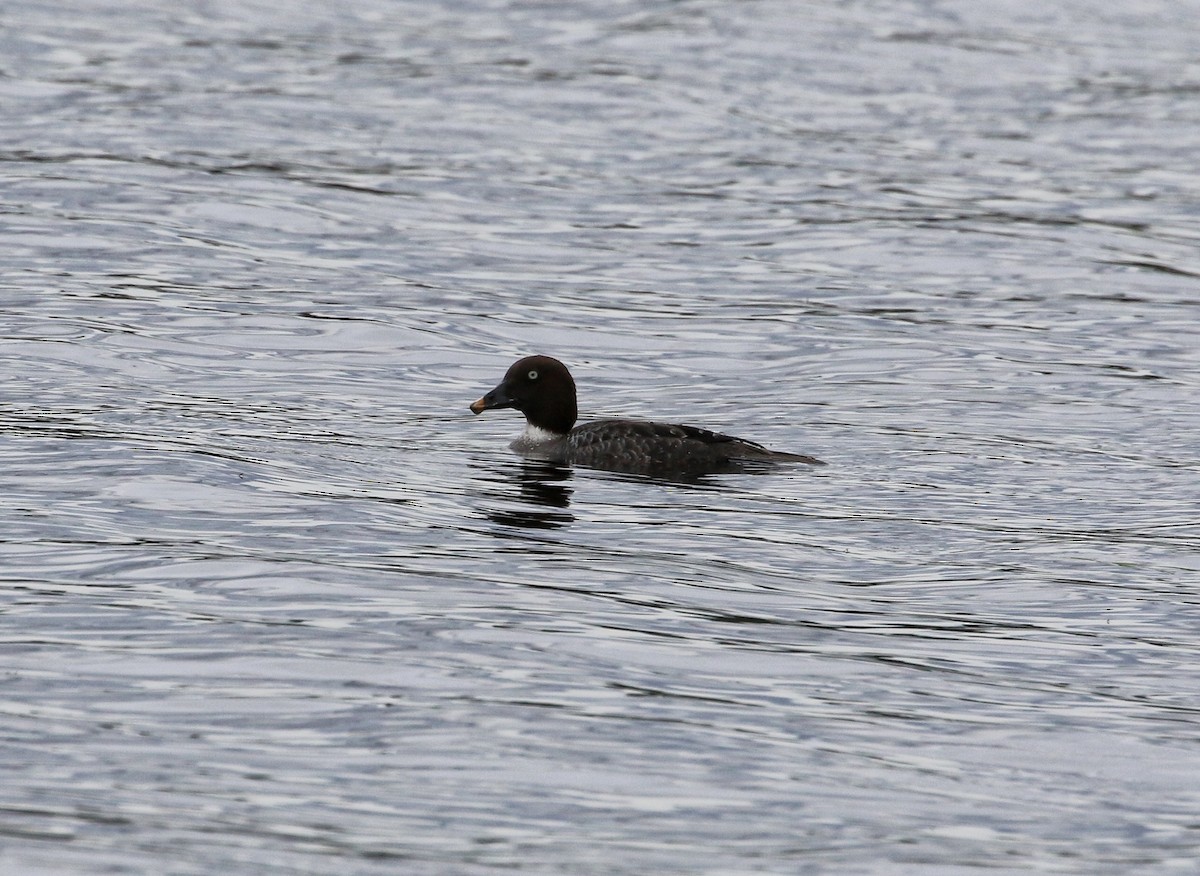 Алаг шунгаач - ML641289142