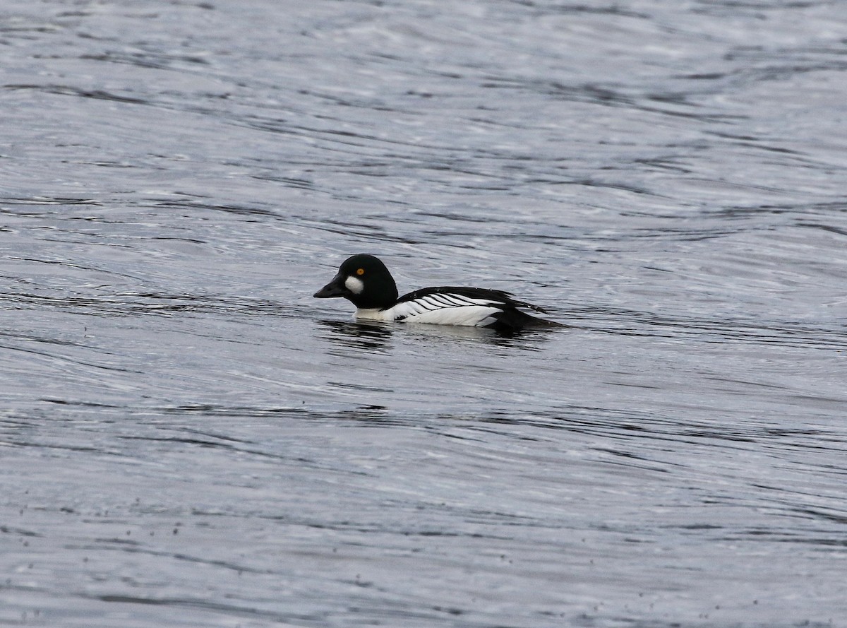 Алаг шунгаач - ML641289143