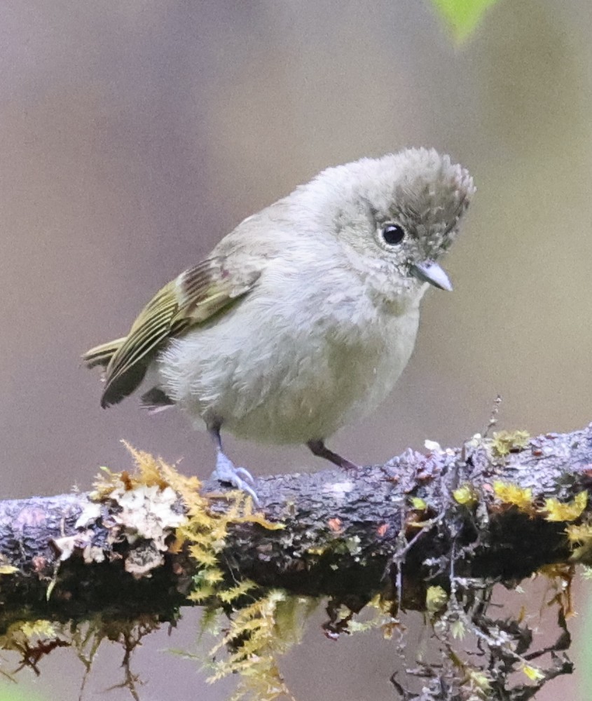 Yellow-browed Tit - ML641289159