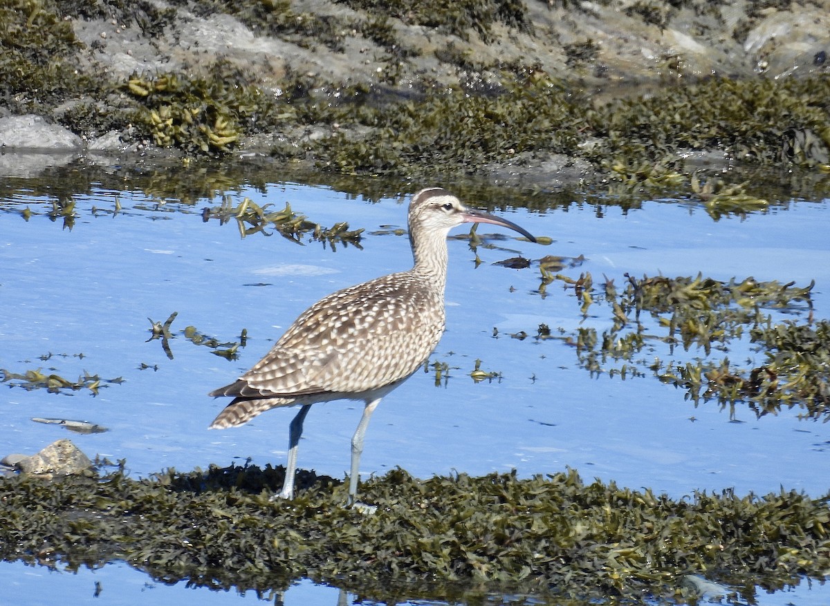 Hudsonian Whimbrel - ML641289174