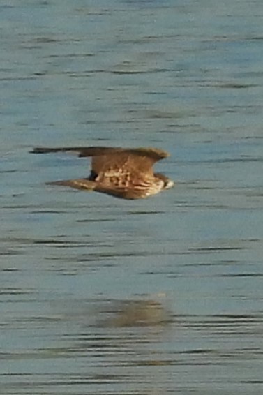 Эгэл шонхор - ML641289184