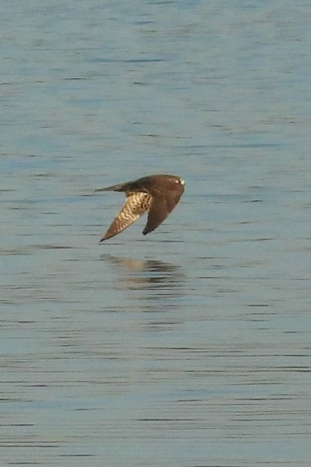 Эгэл шонхор - ML641289185