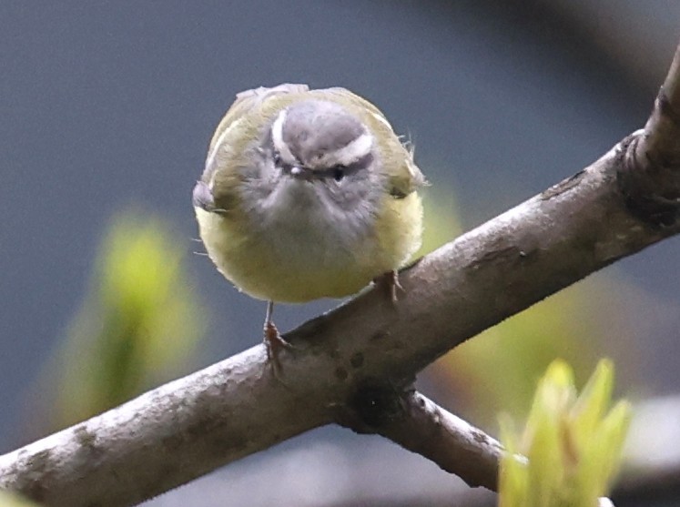 Ashy-throated Warbler - ML641289212