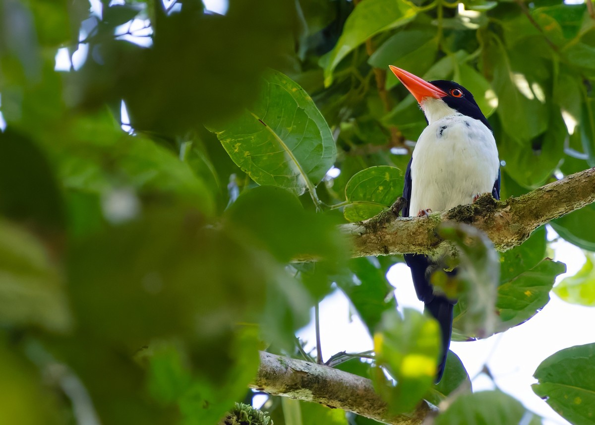 White-rumped Kingfisher - ML641289238
